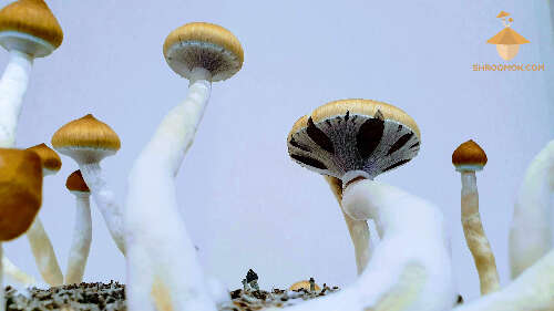 Fruiting psilocybe cubensis mushrooms golden teacher