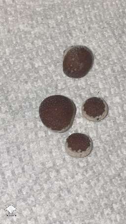 KSSS Squats a bountiful harvest. Cloned the best ones I could find