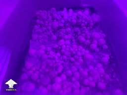 Cubensis Shakti strain of magic mushrooms