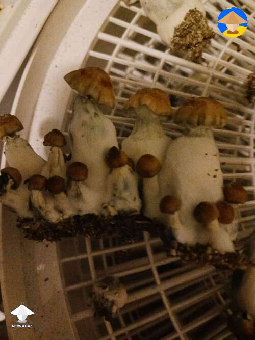 Hillbilly cubensis mushrooms