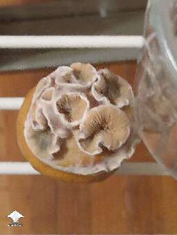 KSSS squats. Mutation, those are actually this mushrooms gills on its cap
