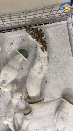 Harvested some APE mushrooms - close to 100g club #3