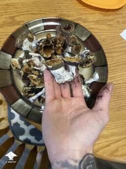 Tidal Wave - harvested 428 grams wet