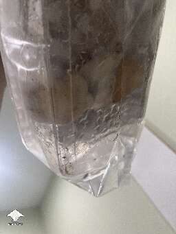 Look at this B+ fruiting in the bag