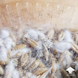 Black pin mold contamination