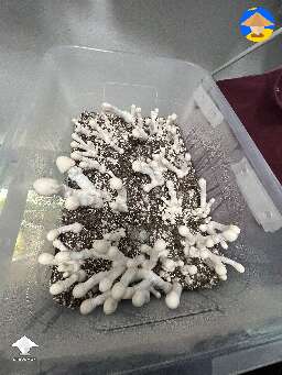Nutcracker mushrooms - 16 days since S2B