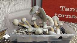 New flush and new harvest BAPER mushrooms #2