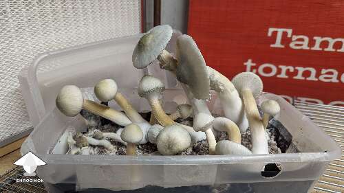 New flush and new harvest BAPER mushrooms #2