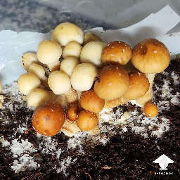 Two mushroom strains grow together