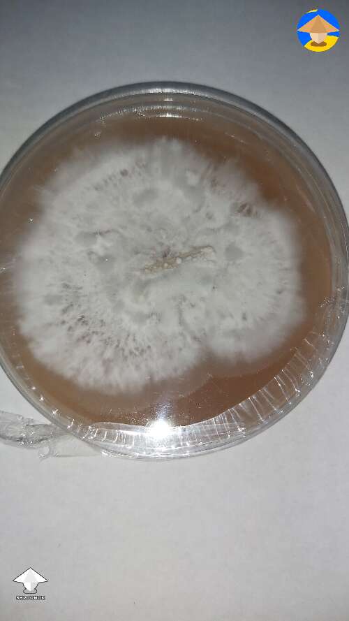 These are my first agar plates ever. Could you check them? #3