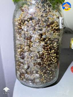 My spawn jar at day 4. I used coffee too