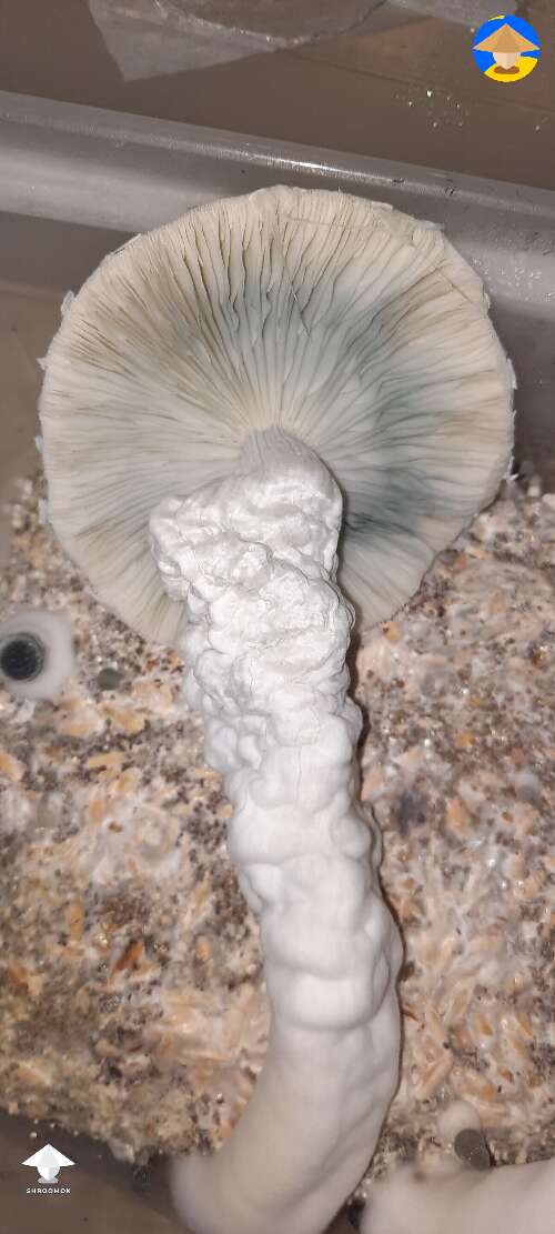 Gandalf magic mushrooms