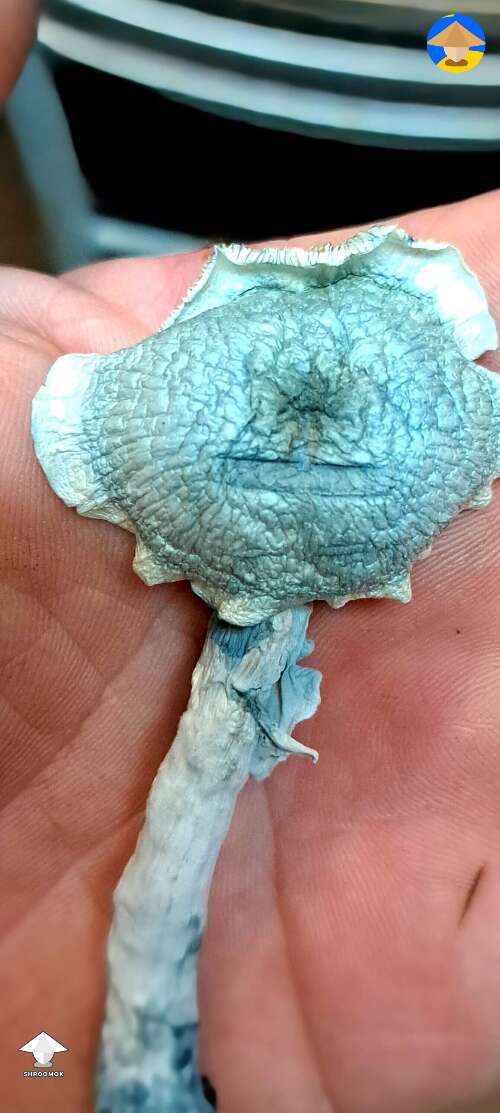 Dried Albino Blue Meanies all kinds of pretty #2