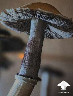 Cubensis pink buffalo magic mushroom