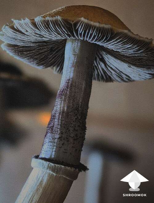 Cubensis pink buffalo magic mushroom