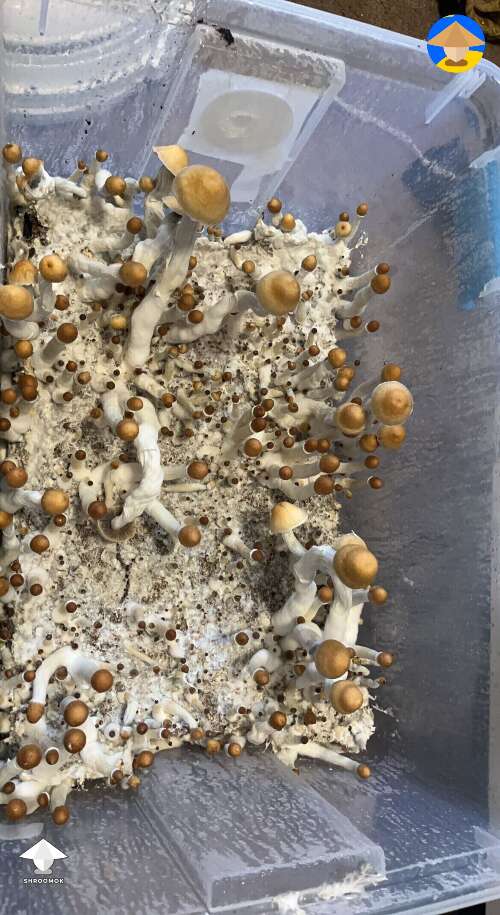 My last grow using a bag with not perfect mycelium colonization