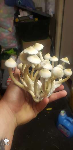 APE-R shrooms harvest
