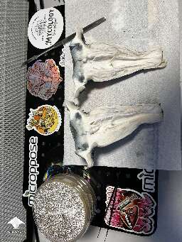 Cubensis Iceberg giant shroom for cloning