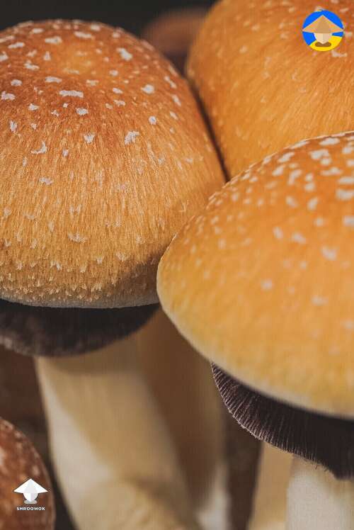Psilocybe Cubensis B+ magic mushrooms #2