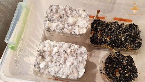 Difference between cakes with fluffy/down-like, Tomentose Mycelium and fruiting cakes with a wiry-type structure, Rhizomorph Mycelium