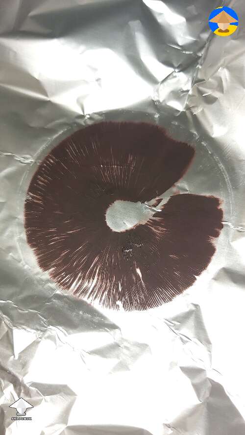 Is it how its supposed to look? Spore print