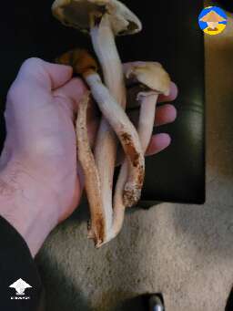 A few pioppino mushrooms harvest - 3 days later