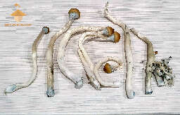 Psilocybe cubensis fruiting fourth flush