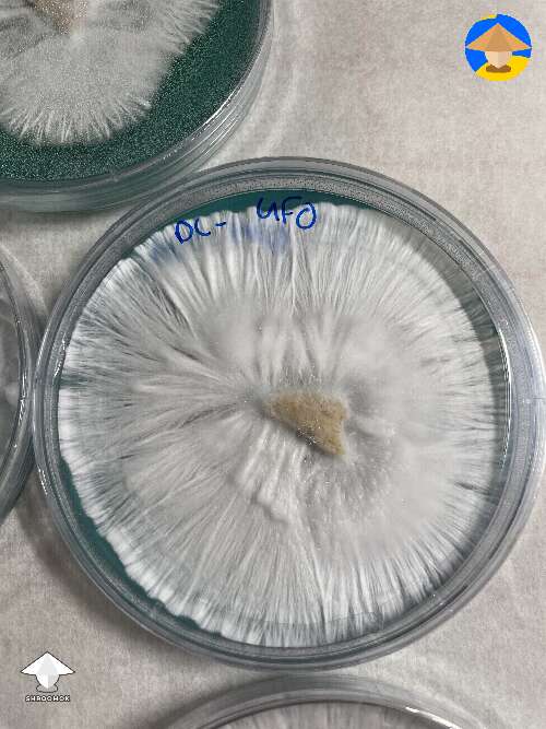 Great mycelium growth on agar