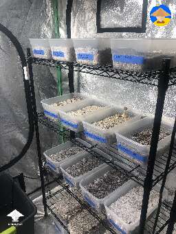 This is my grow tent set up for shrooms - details in description