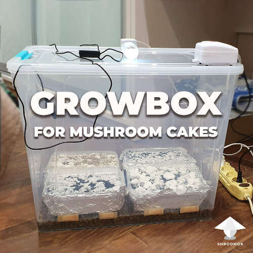 Automated growbox for mushroom cakes