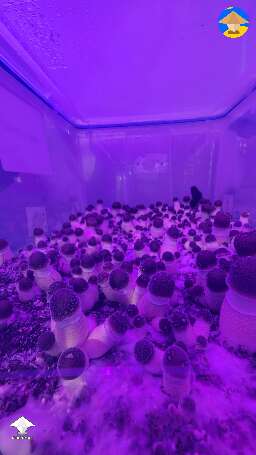 Penis Envy that taking literally months to get to fruiting