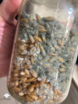 Just wanted watch it grow and photograph it blue-green mold