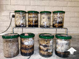 Galindoi atlantis magic truffles growing 42 days
