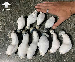 Albino penis envy harvest shroomok growers community