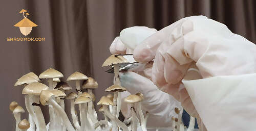 Spore print preparation cut mushroom cap