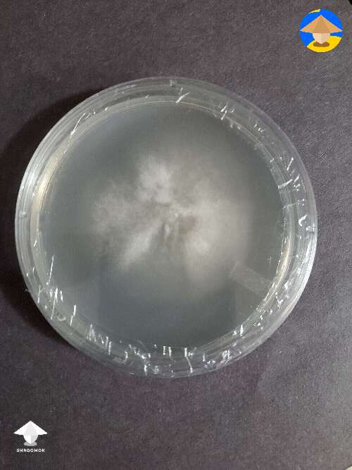 First try at agar. Now I know my SAB worked #2