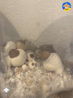 Melmac dino eggs making some chunky