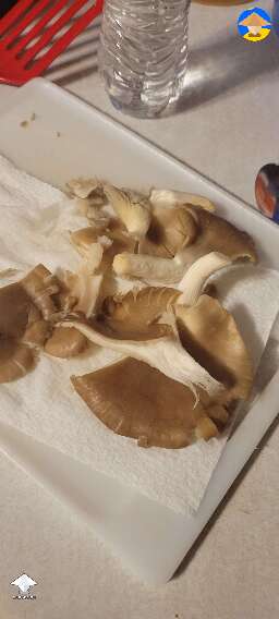 Came across some Italian oyster mushrooms at the Cow Days festival
