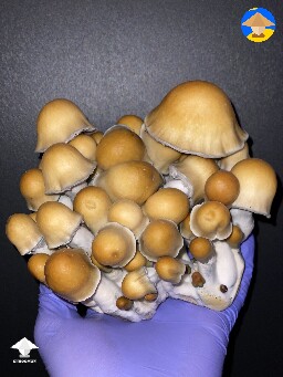 Mushroom cluster of Old Dirty Penis Envy (ODPE)