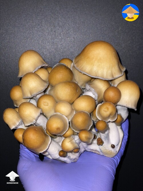 Mushroom cluster of Old Dirty Penis Envy (ODPE)