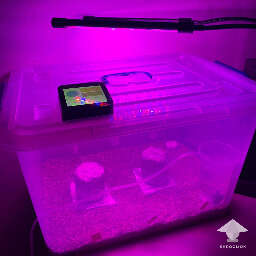 Growbox for mushrooms