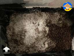 Does this mushroom cake look healthy? It’s been 24 days