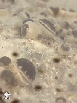 KSSS mushrooms starting to open up