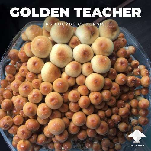 Golden teacher magic mushrooms bottle tek