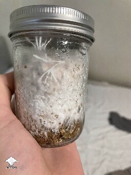 Battle Mycelium vs bacterial contam - AFTER - healthy mycelium