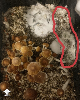Blue green mold contamination
