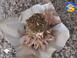 Pink Oyster mushrooms