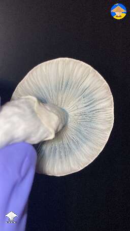 Jack Frost I like the blue rings on the cap this one had 😇
