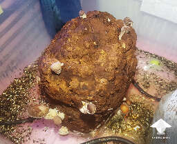 Shiitake block active fruiting