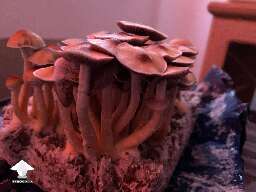 GT shrooms - My first grow
